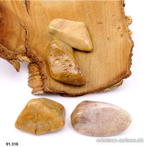 Corail fossilisé brun taille XL, 18 à 24 grammes