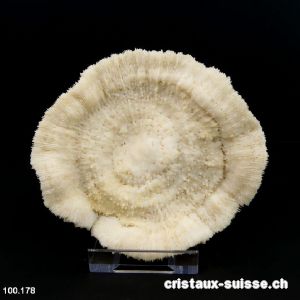 Corail blanc champignon 12 cm avec support. Pièce unique