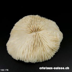 Corail blanc champignon 12 cm avec support. Pièce unique