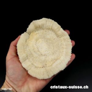 Corail blanc champignon 12 cm avec support. Pièce unique