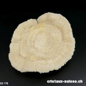 Corail blanc champignon 12 cm avec support. Pièce unique