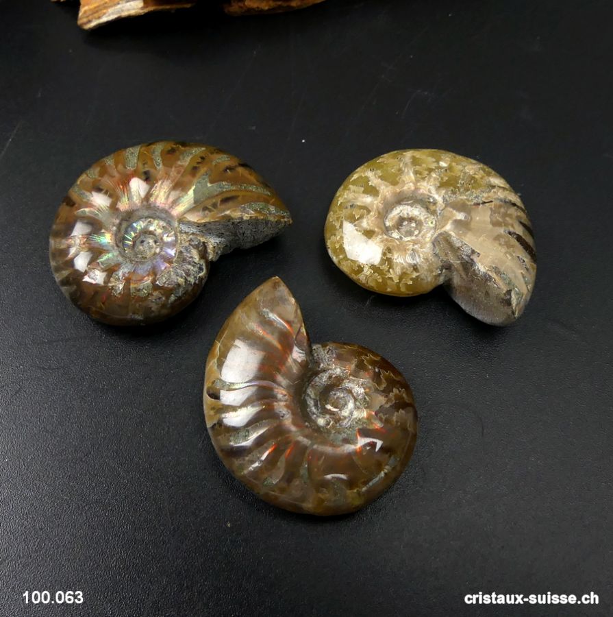 Ammolite - Ammonite Cleoniceras Fossile 2,9 - 3,2 cm