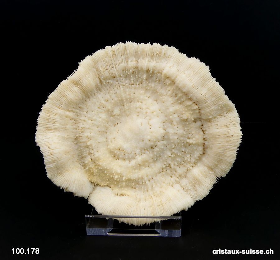 Corail blanc champignon 12 cm avec support. Pièce unique