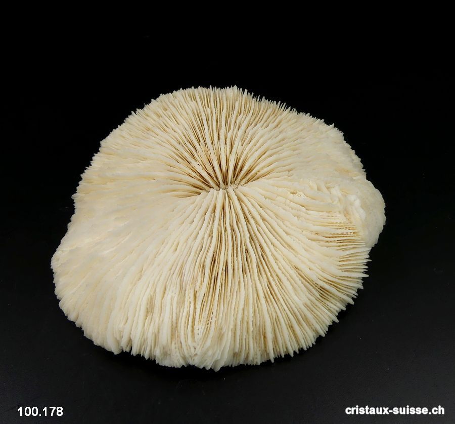 Corail blanc champignon 12 cm avec support. Pièce unique