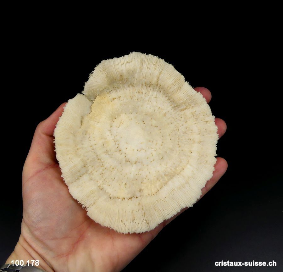 Corail blanc champignon 12 cm avec support. Pièce unique