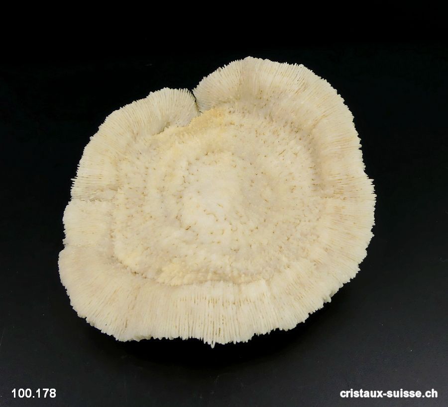 Corail blanc champignon 12 cm avec support. Pièce unique